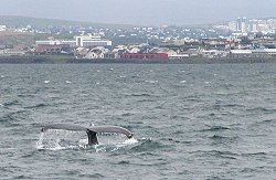Picture of a whale in Reykjavik harbour, 8th August 2003