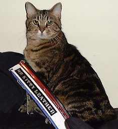 Photo of cat with a sash