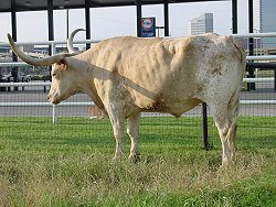 A Longhorn cow in Fort Worth, Texas