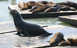 The wild sea lions at Pier 59