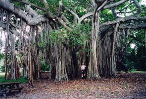 Don by a ficus